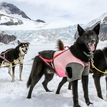 a dog that is standing in the snow