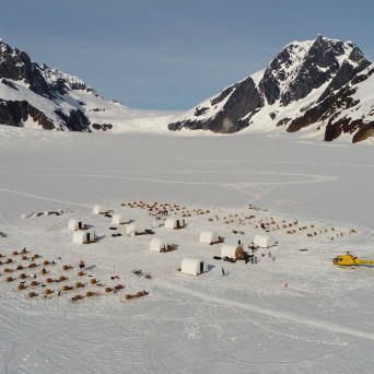 a flock of birds standing on top of a snow covered mountain