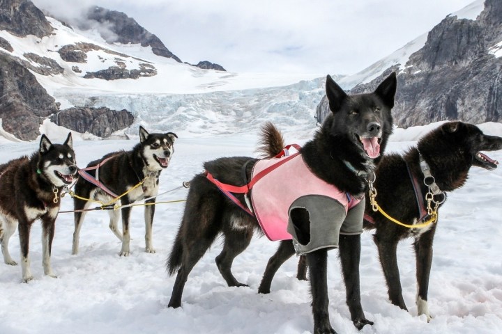 a dog that is standing in the snow