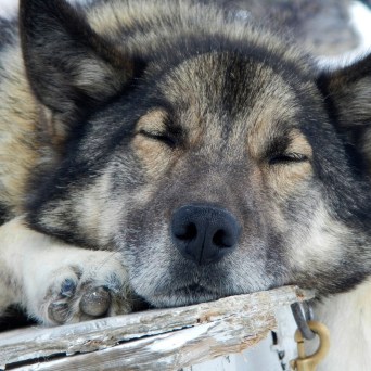 a dog that is lying down and looking at the camera