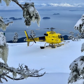 a close up of a tree covered in snow